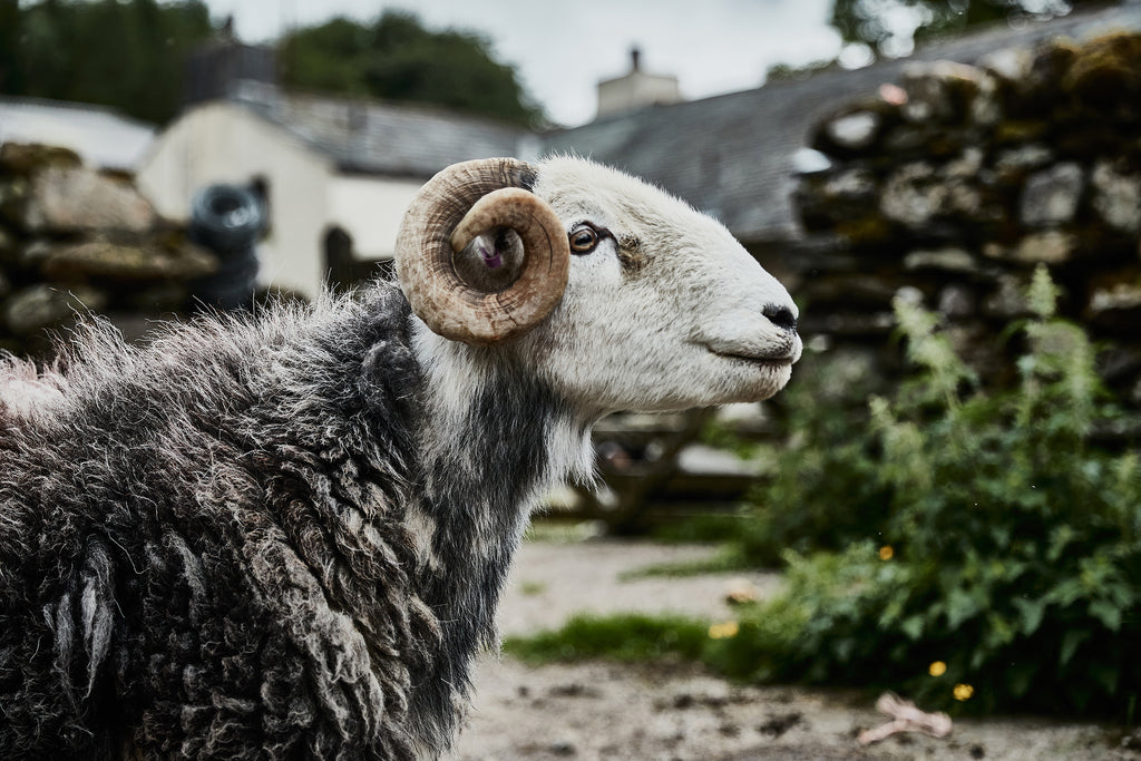 Hembury Side Table - Herdwick / Black Ash