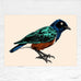 Superb Starling poster by Tommy Davidson-Hawley - hand pulled 5 colour screenprint