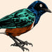 Superb Starling poster by Tommy Davidson-Hawley - hand pulled 5 colour screenprint