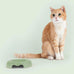 "Kitty" Cat Bowl - Green - by United Pets