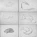 David Hockney Dachshund Drawings Postcard Collection ( 20 cards)