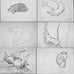 David Hockney Dachshund Drawings Postcard Collection ( 20 cards)