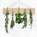 Criss Cross Herbs and Flowers Dryer - Ash - by Side by Side