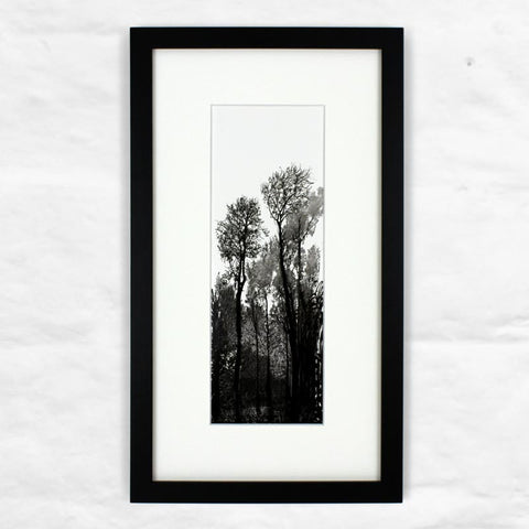 Tall Black Trees (Mini-Frame) print by David Hockney